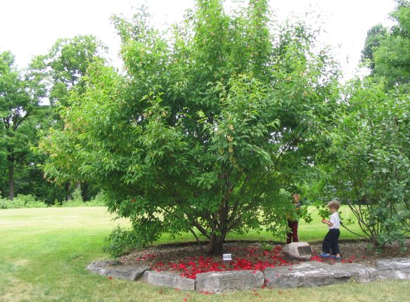 Canada Day 2007: Photos: The Tree